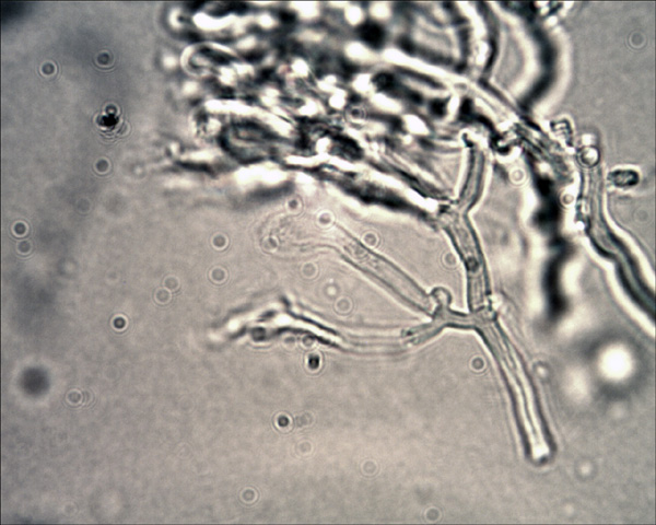 Schizopora paradoxa ? (Schizopora paradoxa)